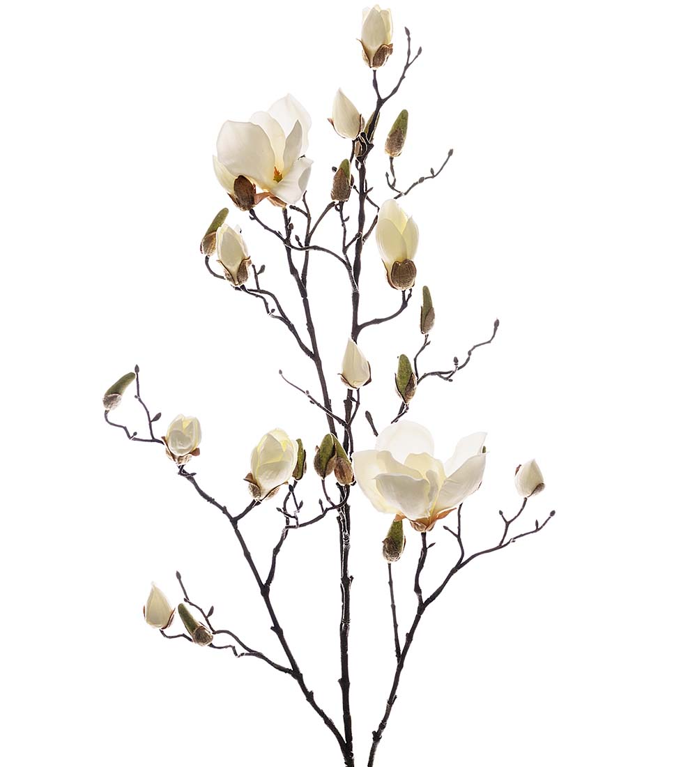 Magnolia Vit 110cm