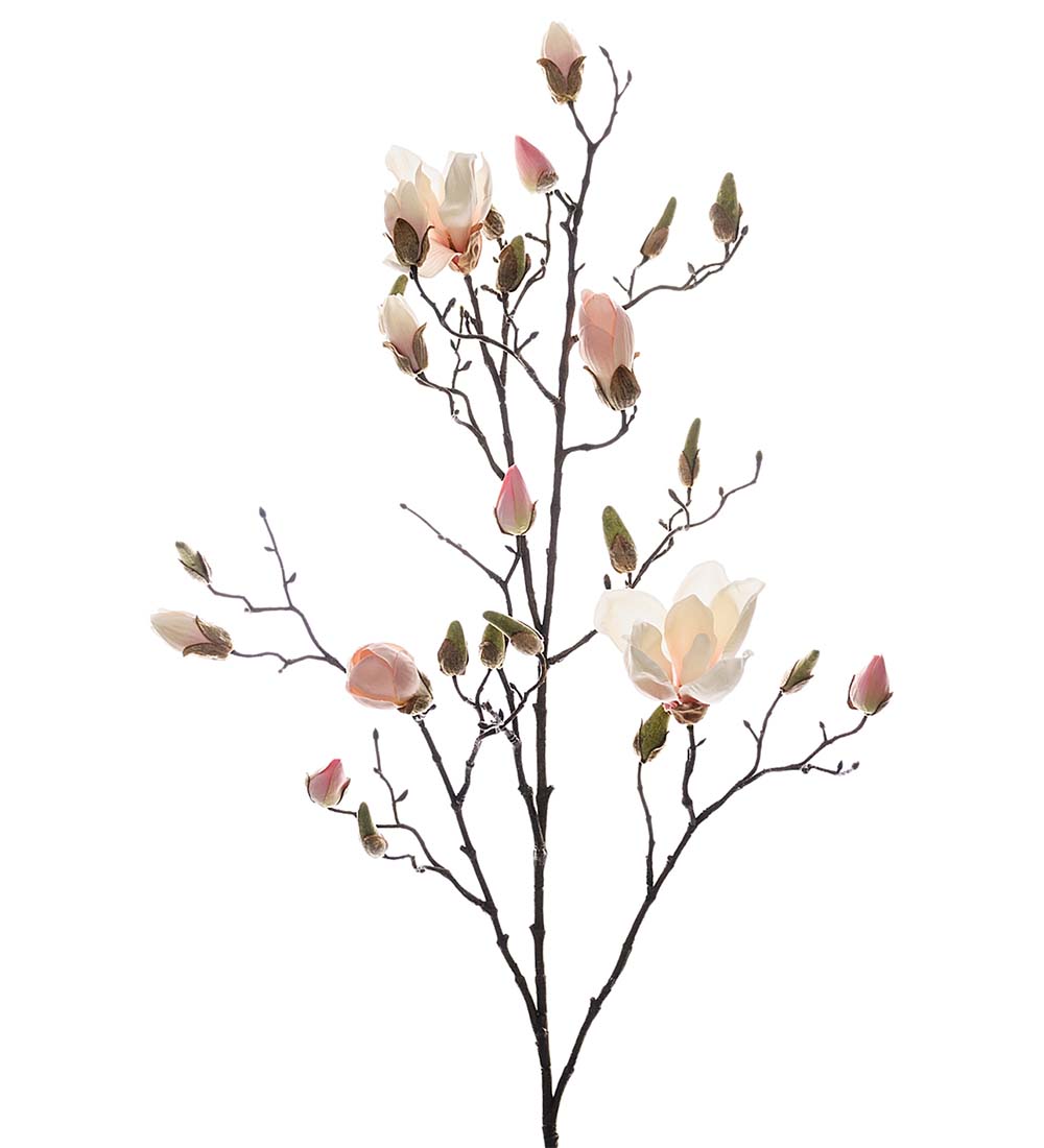 Magnolia Ljusrosa 110cm