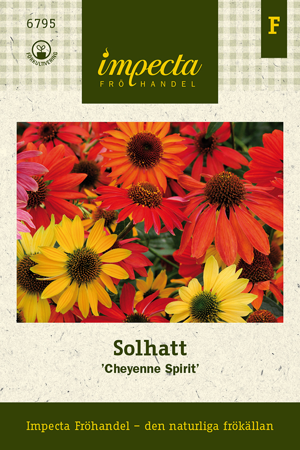 Solhatt Cheyenne Spirit - Echinacea x hybrida Cheyenne Spirit