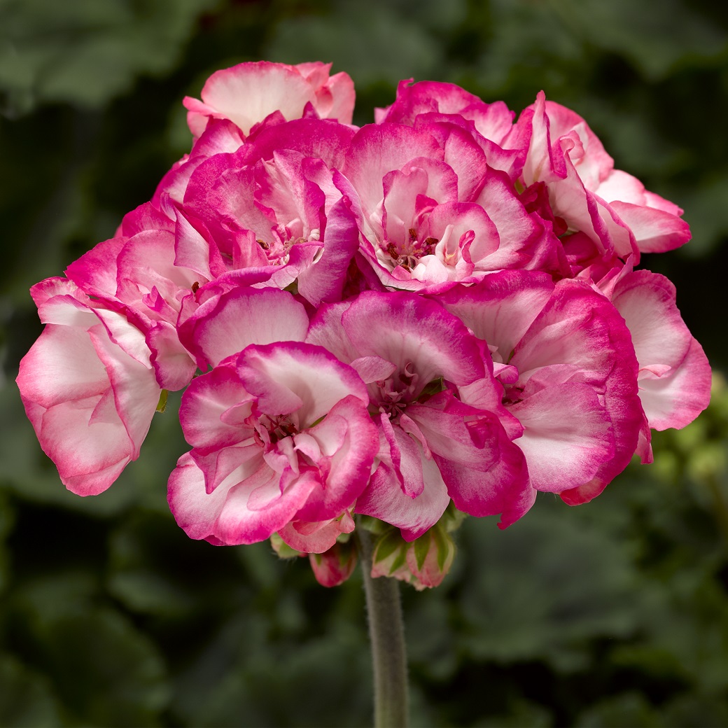 Pelargon, Stickling 3-pack - Pelargonium x hortorum Bunny Strawberry Ice
