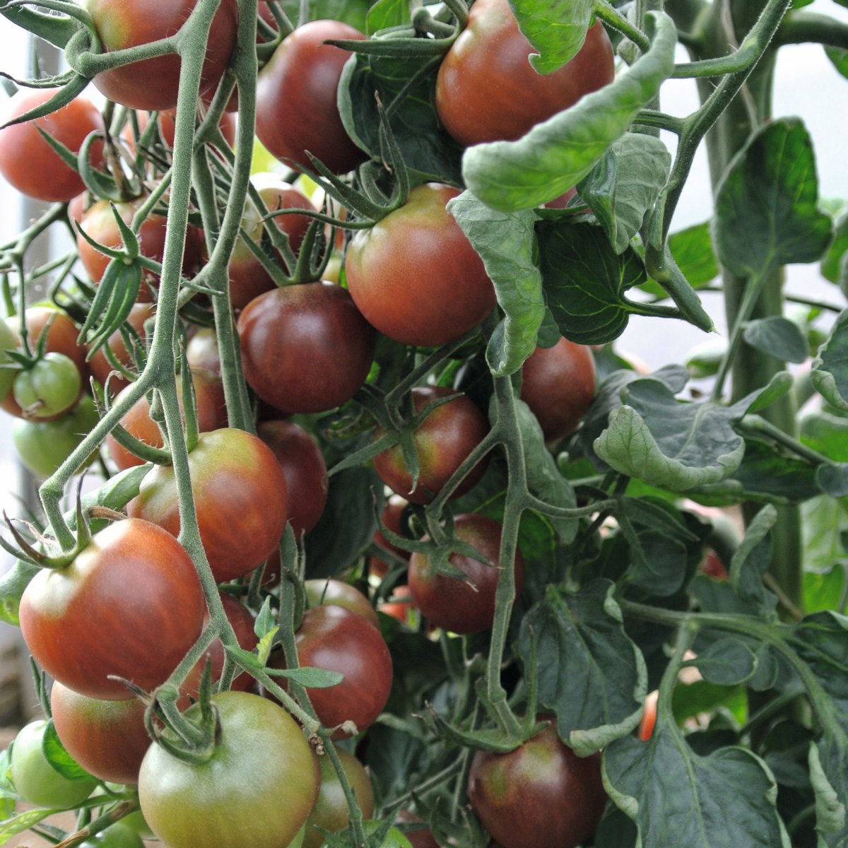 K&ouml;rsb&auml;rstomat, Stickling 3-pack - Solanum lycopersicum Black Cherry