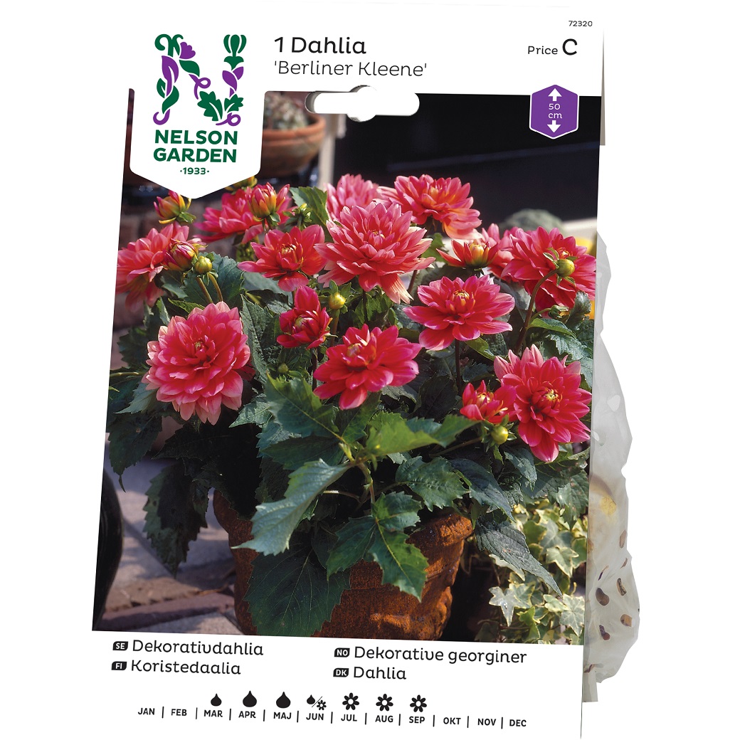 Dahlia Dekorativ Berliner Kleene, Rosa