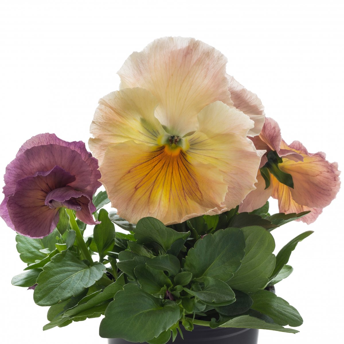 Storblommig Pens&eacute; - Viola wittrockiana Inspire&reg; Peach Shades (Krukstorlek: 9cm)