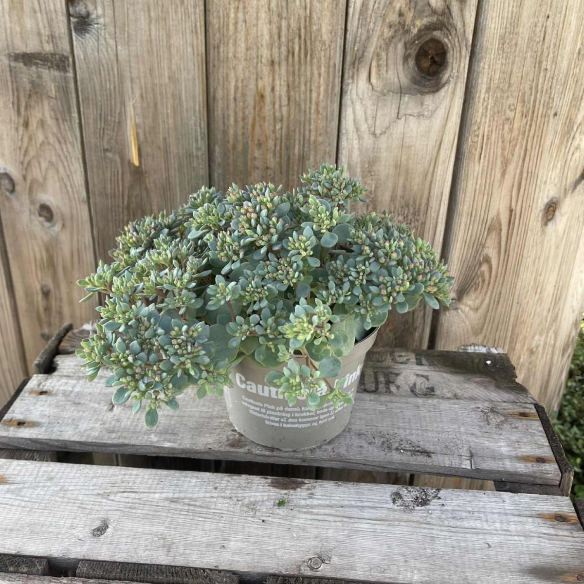Sedum cauticola Pink, Liten kärleksört - Sedum cauticola Pink