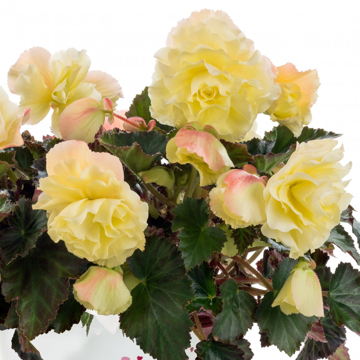 Begonia, Stickling 3-pack - Begonia Fragrant Falls &reg; Lemon