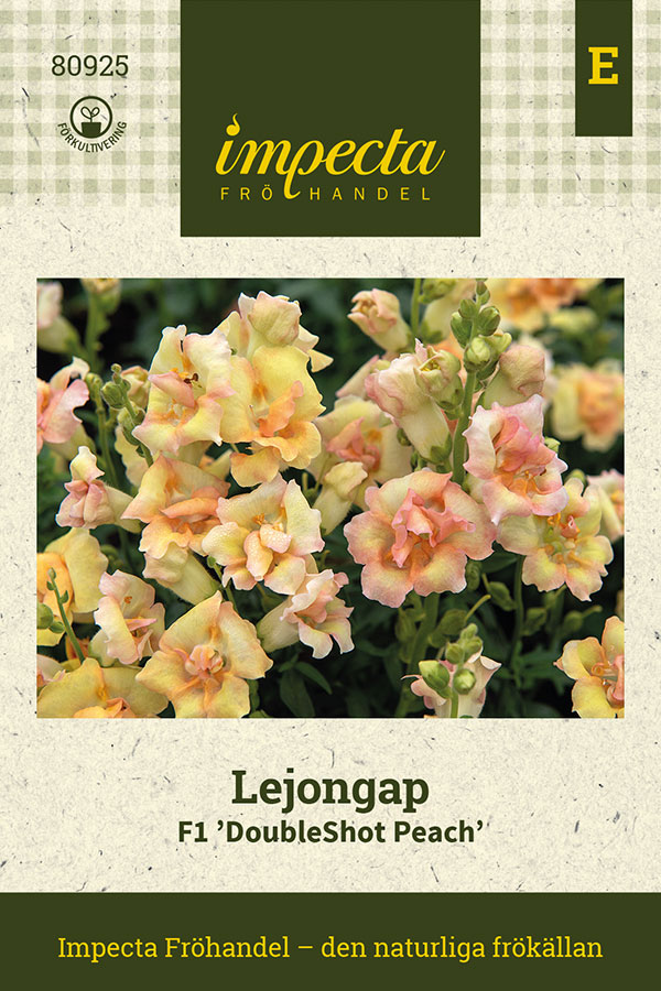 Lejongap F1 DoubleShot Peach - Antirrhinum majus F1 DoubleShot Peach