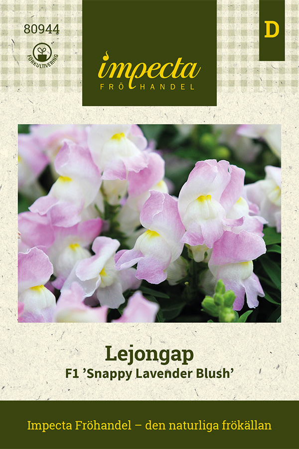 Lejongap F1 Snappy Lavender Blush - Antirrhinum majus Snappy Lavender Blush F1