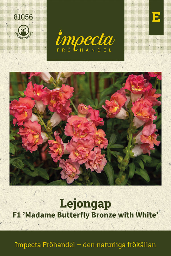 Lejongap F1 Madame Butterfly Bronze with White - Antirrhinum majus F1 Madame Butterfly Bronze with White