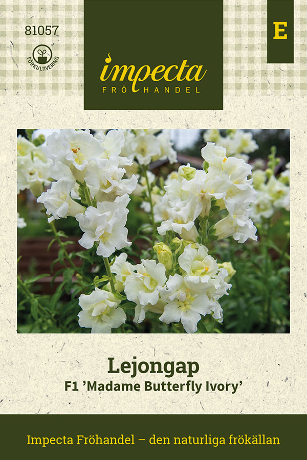Lejongap F1 Madame Butterfly Ivory - Antirrhinum majus F1 Madame Butterfly Ivory