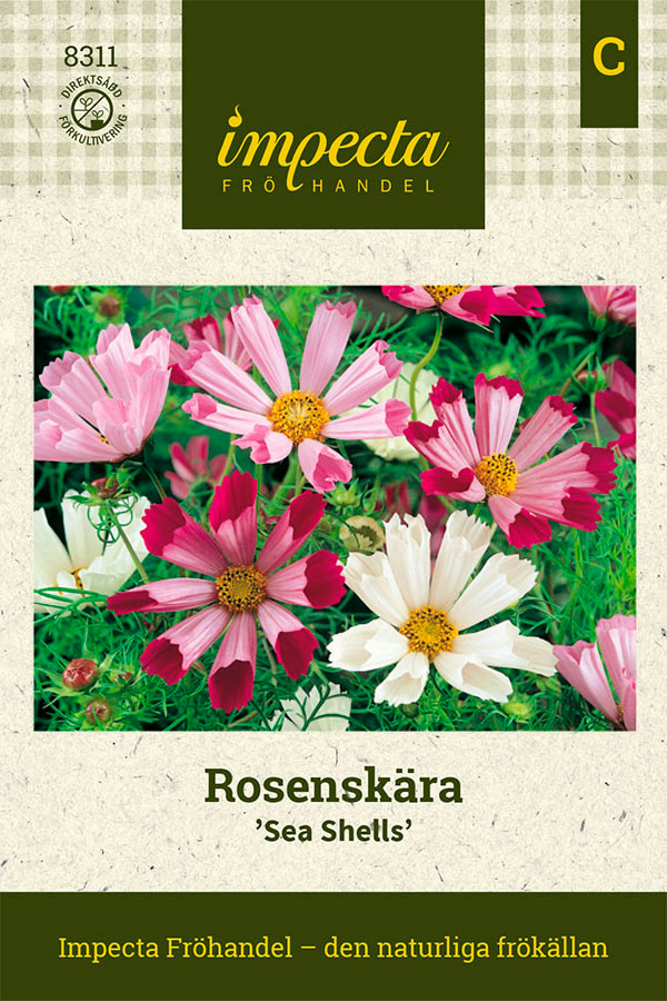 Rosenskära, Sea Shells - Cosmos bipinnatus Sea Shells
