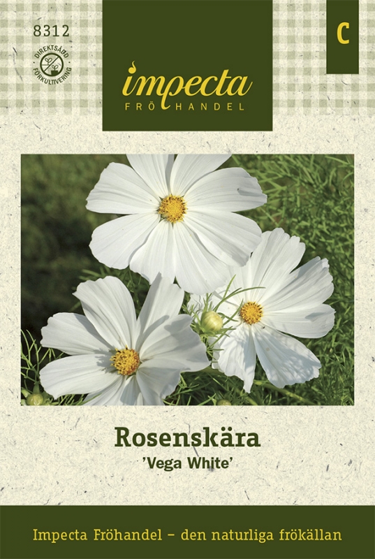 Rosenskära Vega White - Cosmos bipinnatus Vega White