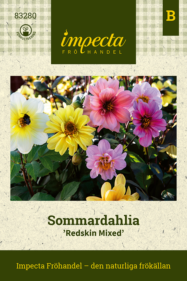 Dahlia, Sommar-, Redskin Mixed - Dahlia x pinnata Redskin Mixed