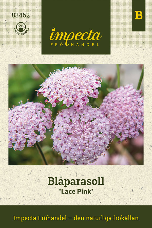 Bl&aring;parasoll, Lace Pink - Trachymene coerulea Lace Pink