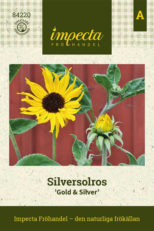 Solros, Silver-, Gold & Silver - Helianthus argophyllus Gold & Silver
