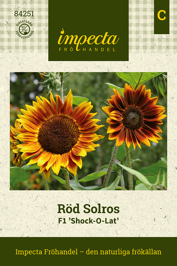 Solros, F1 Shock-O-Lat - Helianthus annuus F1 Shock-O-Lat