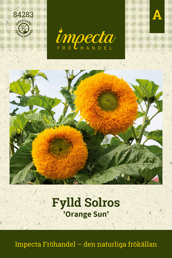 Solros, Orange Sun - Helianthus annuus Orange Sun