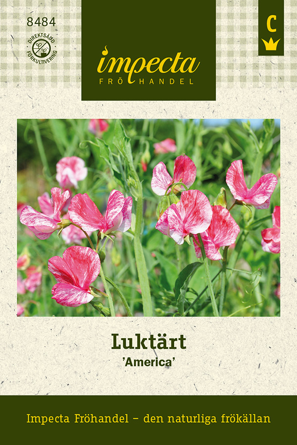 Luktärt America - Lathyrus odoratus America