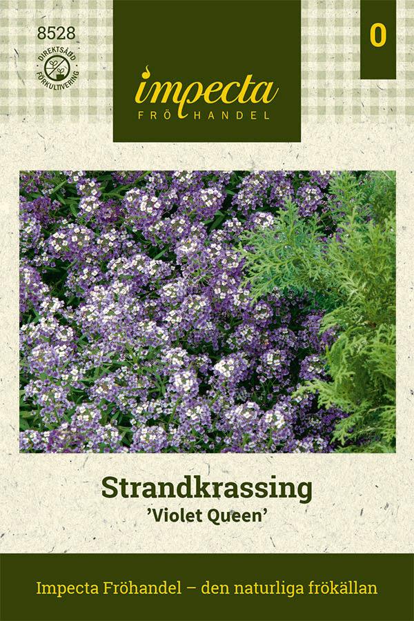 Strandkrassing, Violett Queen - Lobularia maritima Violett Queen