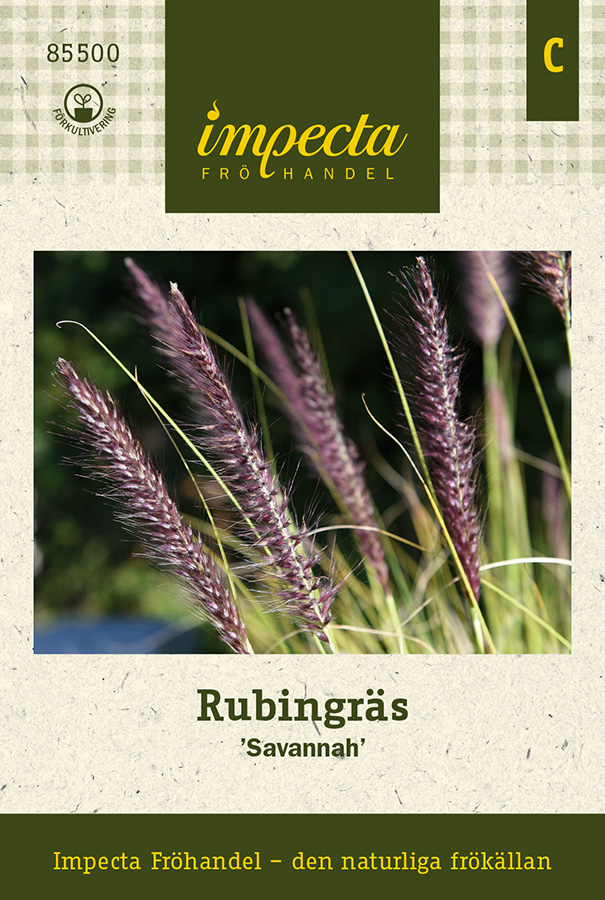 Rubingräs Savannah - Melinis nerviglumis Savannah