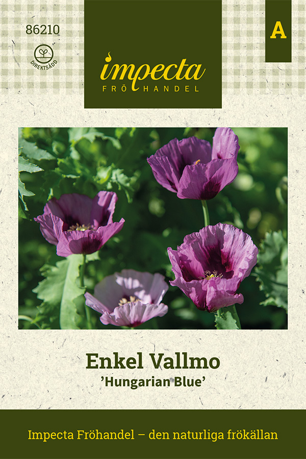 vallmo, enkel, hungarian blue - papaver somniferum hungarian blue