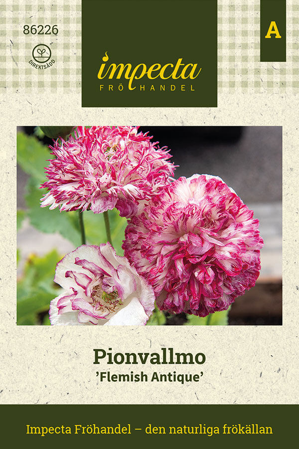 Vallmo, Pion-, Flemish Antique - Papaver somniferum Flemish Antique