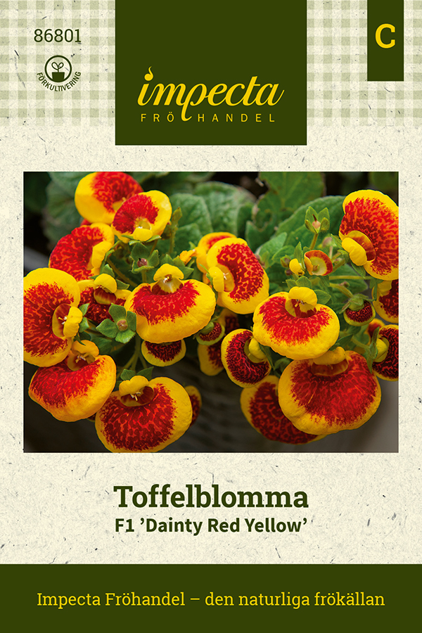 Toffelblomma F1 Dainty Red Yellow - Calceolaria x speciosa F1 Dainty Red Yellow