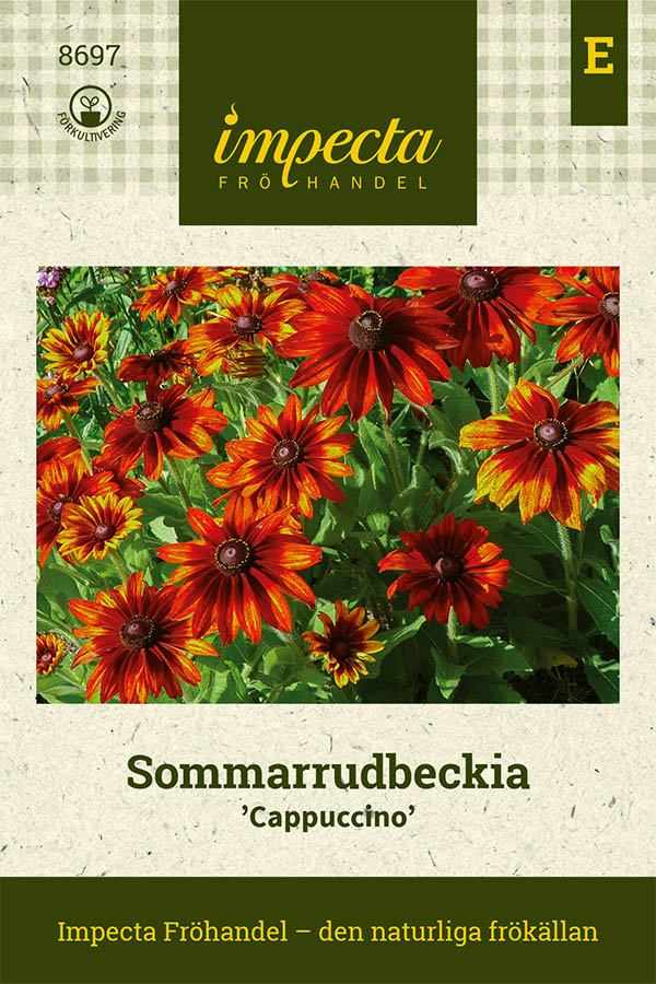 Rudbeckia, Sommar-, Cappuccino - Rudbeckia hirta var. pulcherrima Cappuccino