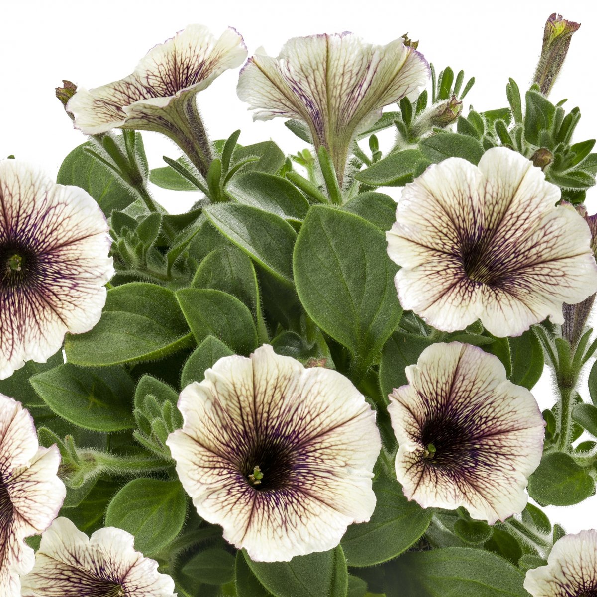 Petunia, Stickling 3-pack - Petunia x hybrida Tea &trade; Tiramisu