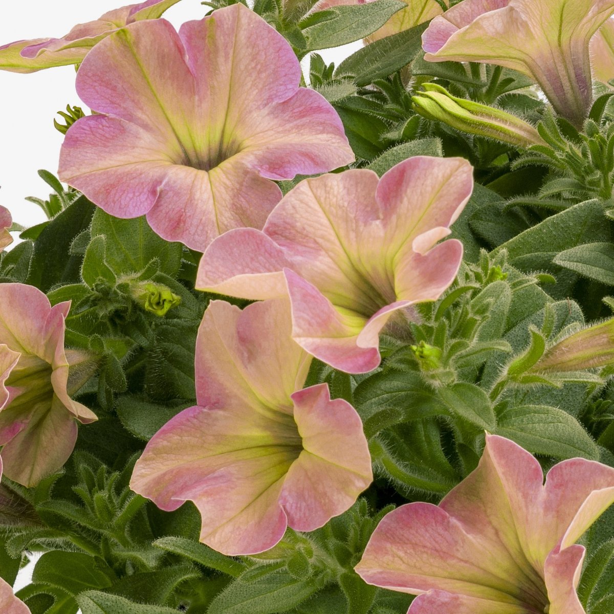 Petunia, Stickling 3-pack - Petunia x hybrida Tea &trade; Flamingo
