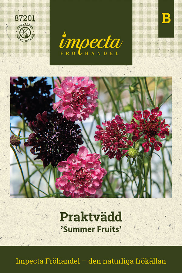 Praktvädd Summer Fruits - Scabiosa atropurpurea Summer Fruits