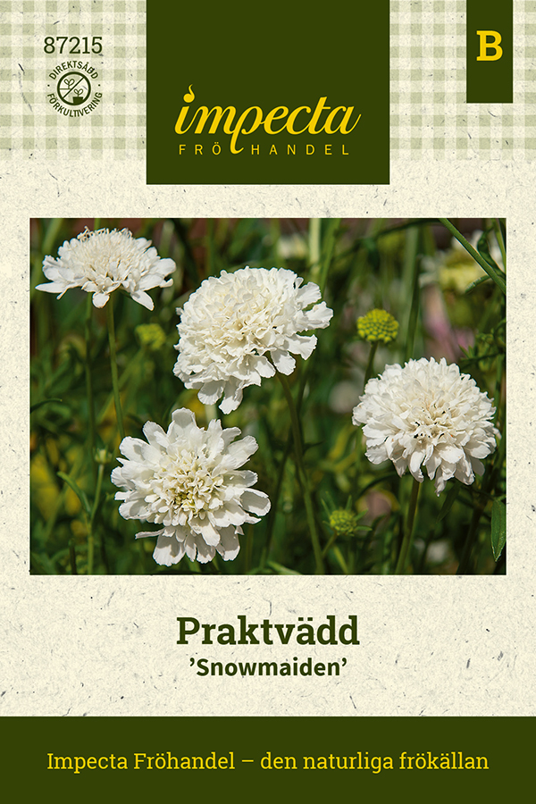 Praktv&auml;dd Snowmaiden - Scabiosa atropurpurea