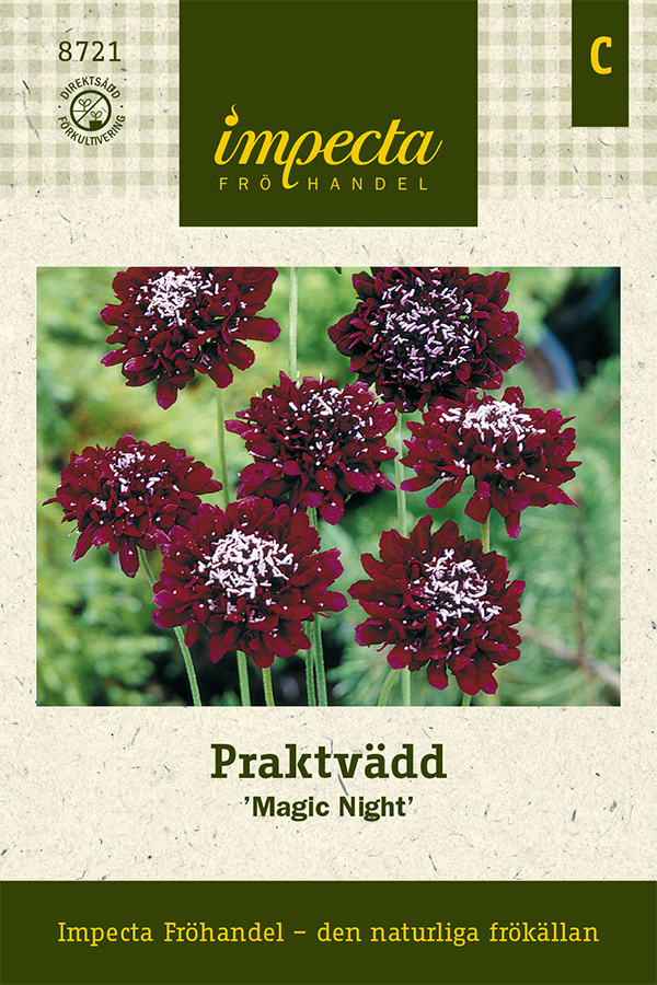 Praktvädd, Magic Night - Scabiosa atropurpurea