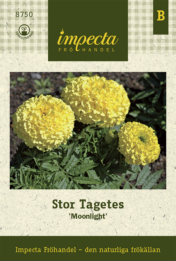 Tagetes, Stor, Moonlight - Tagetes erecta Moonlight