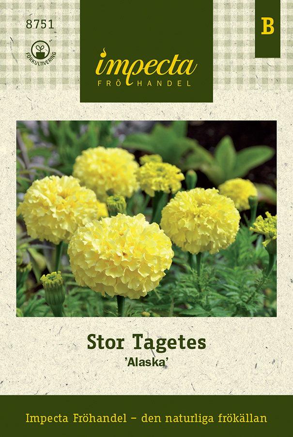 Tagetes, Stor, Alaska - Tagetes erecta Alaska