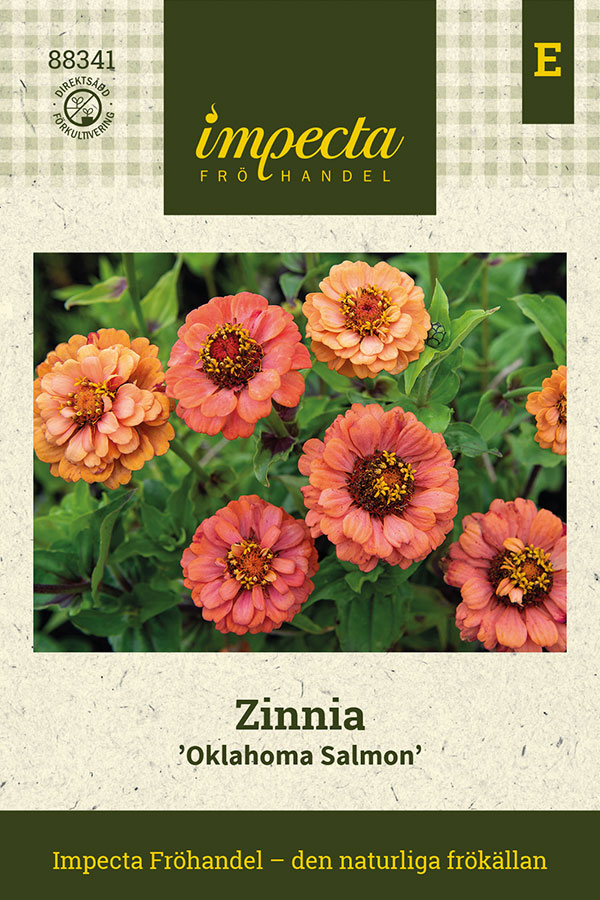 Zinnia Oklahoma Salmon - Zinnia elegans Oklahoma Salmon