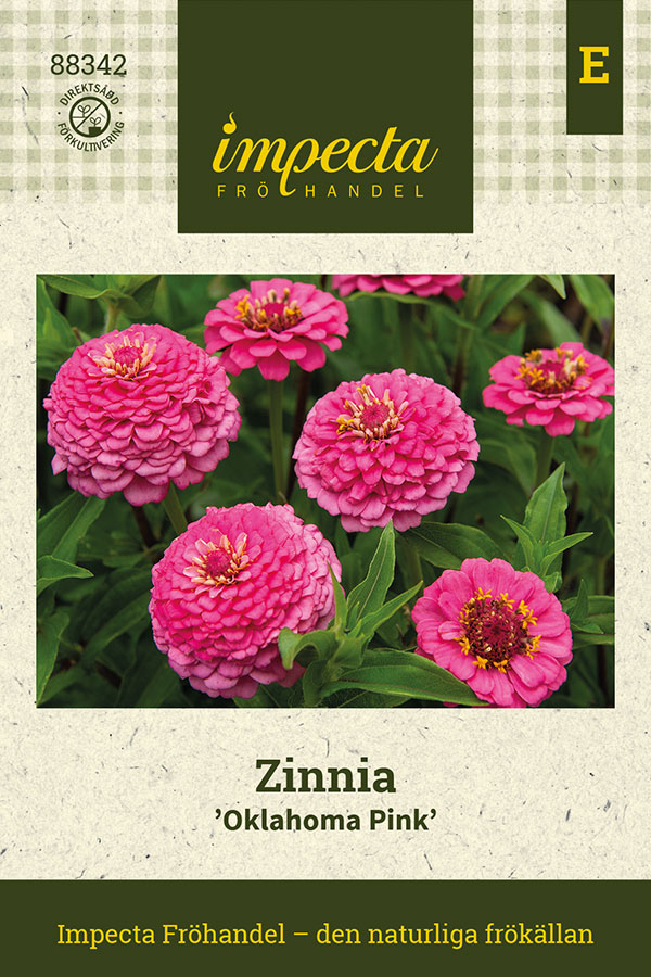 Zinnia Oklahoma Pink - Zinnia elegans Oklahoma Pink