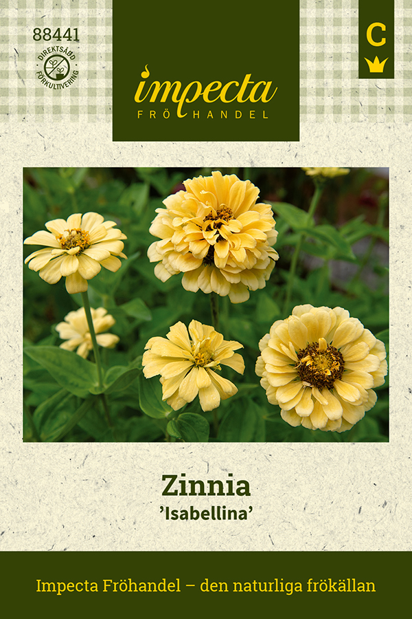 Zinnia, Isabellina - Zinnia elegans Isabellina
