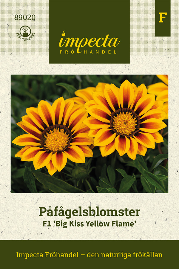 Påfågelsblomster F1 Big Kiss Yellow Flame - Gazania hybrida F1 Big Kiss Yellow Flame
