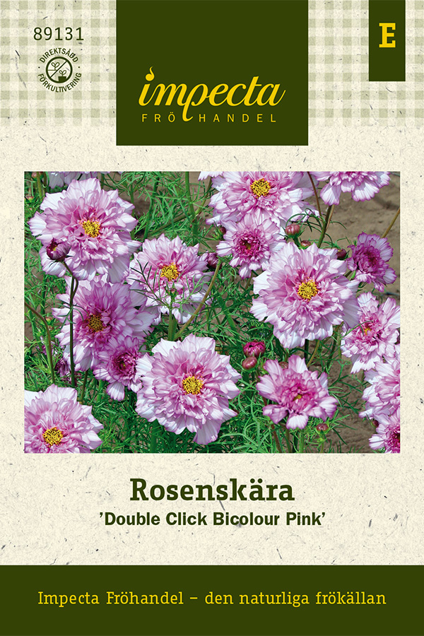 Rosenskära, Double Click Bicolour Pink - Cosmos bipinnatus Double Click Bicolour Pink