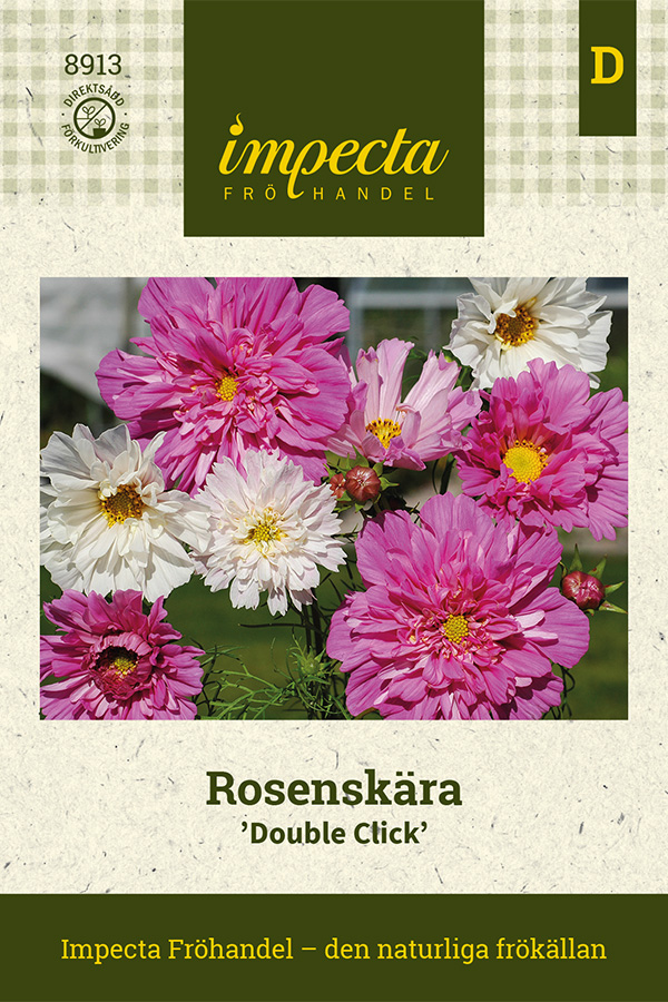 Rosensk&auml;ra, Double Click - Cosmos bipinnatus Double Click