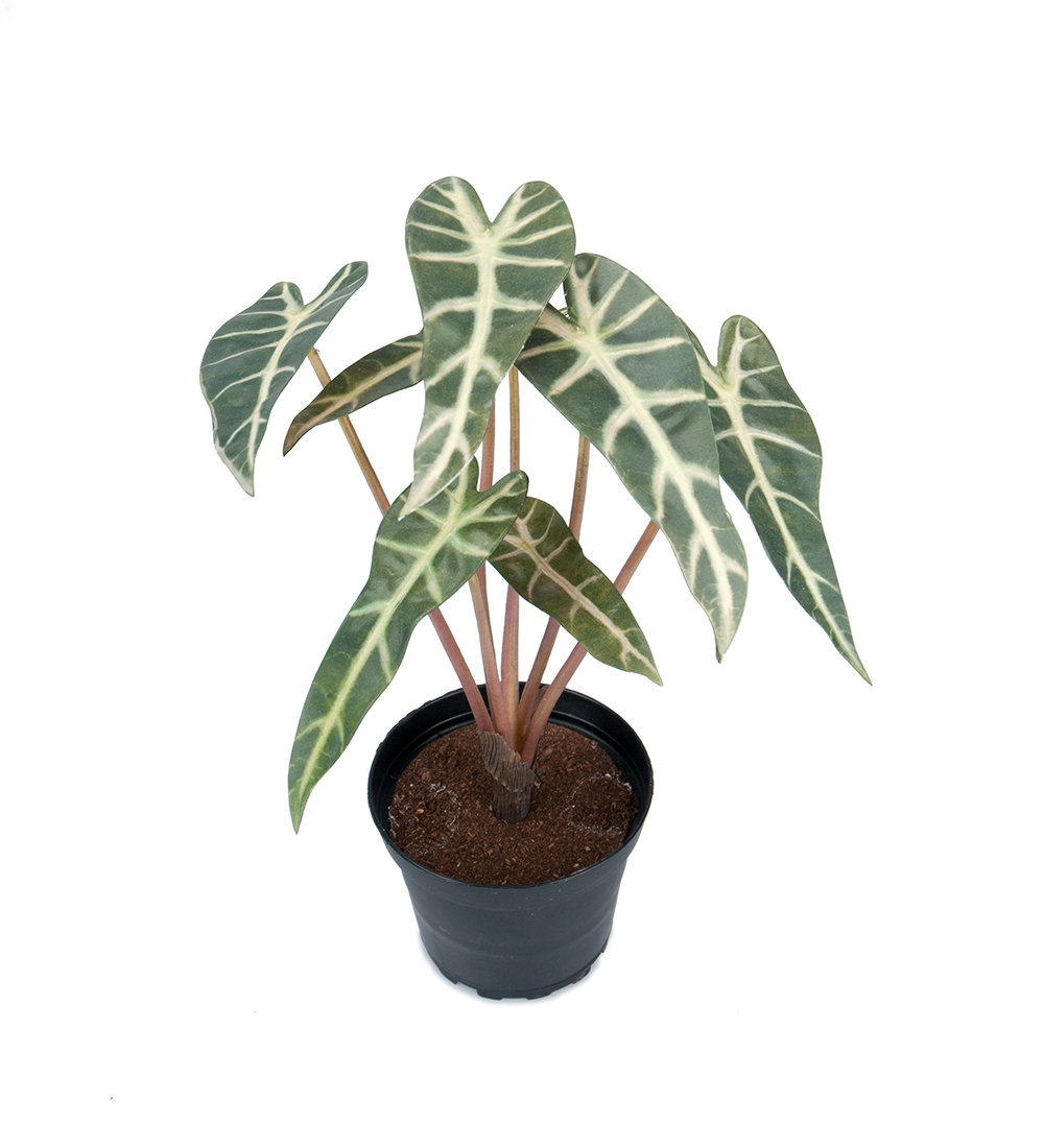 Alocasia Gr&ouml;n 30cm, Konstgjord