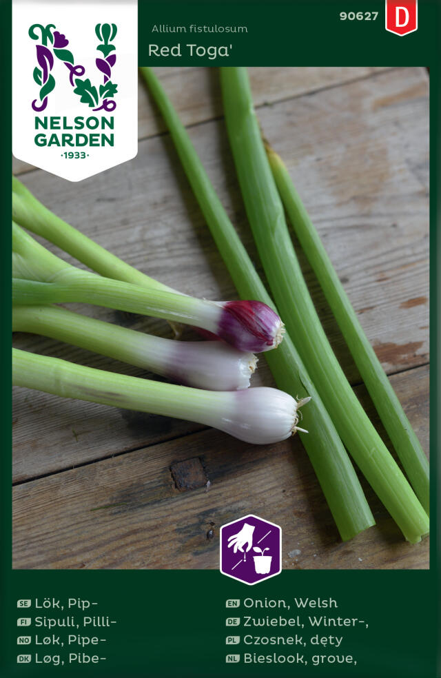 salladslök red toga - allium fistulosum red toga