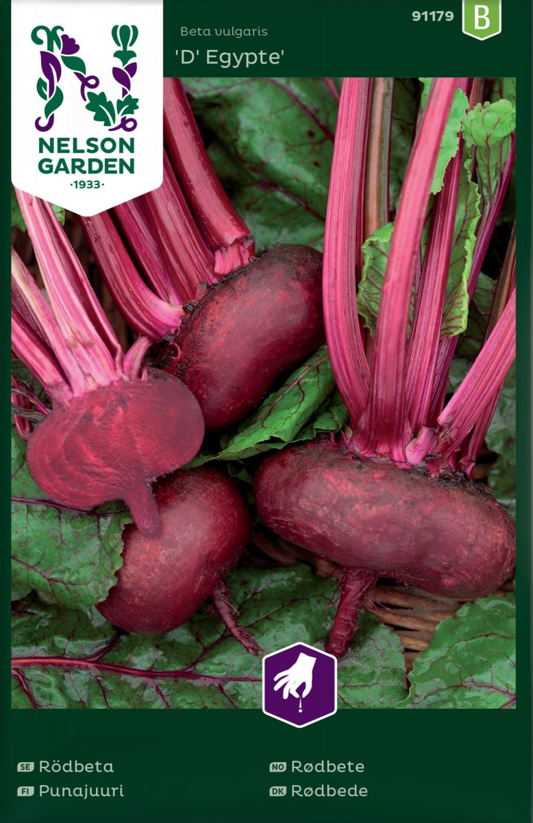 R&ouml;dbeta D&acute; Egypte - Beta vulgaris D&acute; Egypte