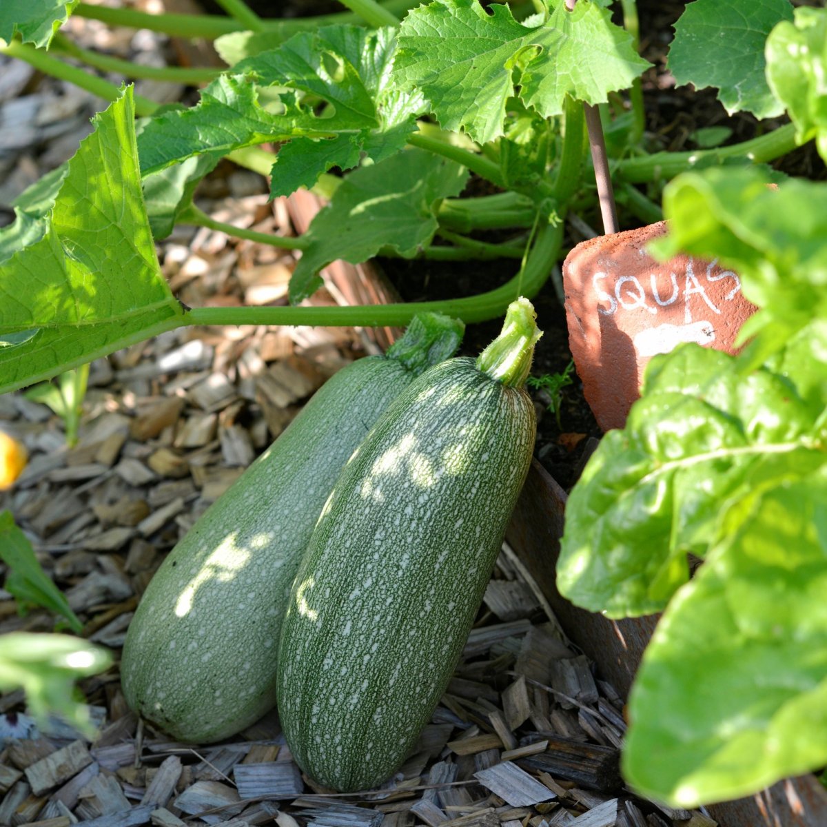 Squash, Emperol F1 - Cucurbita pepo Emperol F1