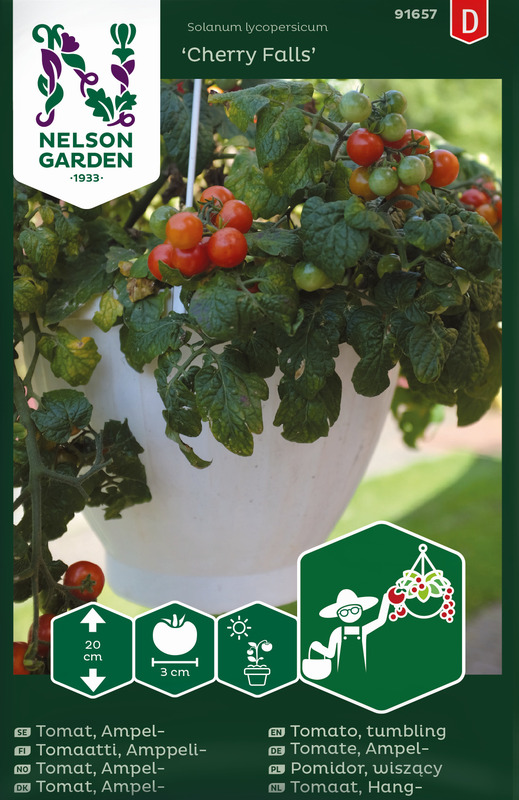 Alternativ bild 1 för Körsbärstomat 'Cherry Falls'