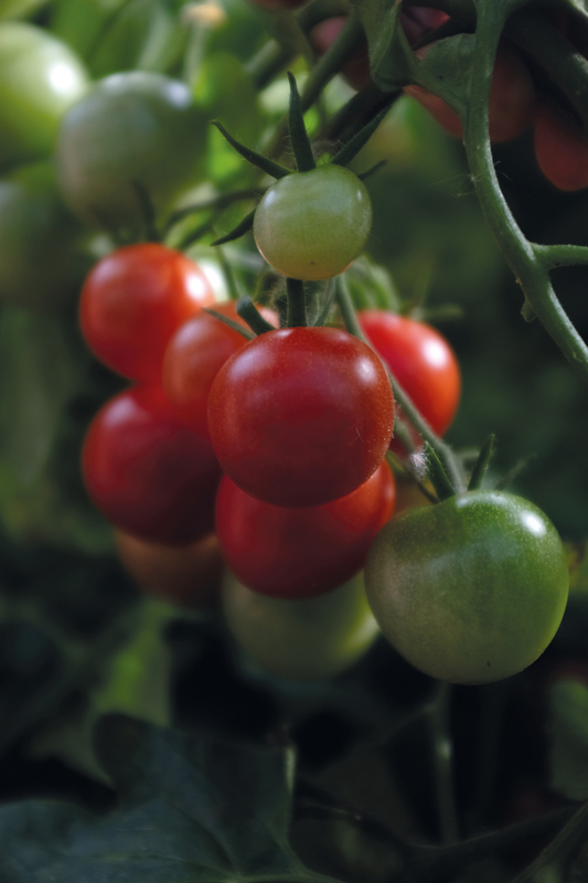 Alternativ bild 1 för Körsbärstomat 'Baby Boomer' F1