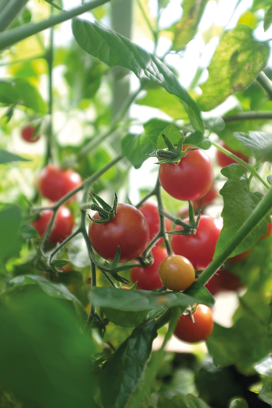 Alternativ bild 0 för Körsbärstomat 'Baby Boomer' F1