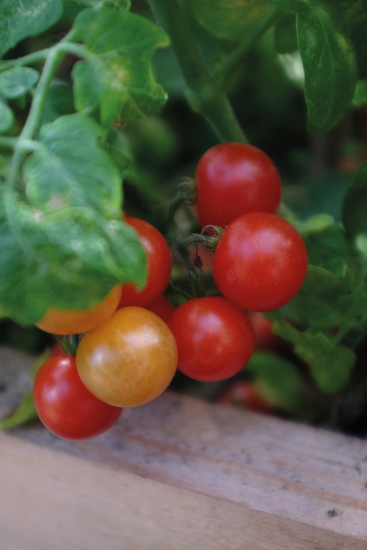 Kruktomat Veranda Red F1