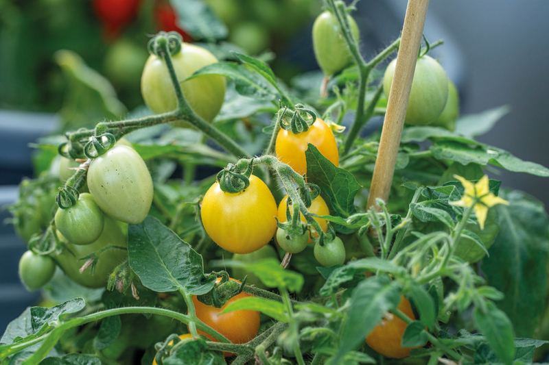 Alternativ bild 0 för Körsbärstomat 'Funnyplums Orange' F1