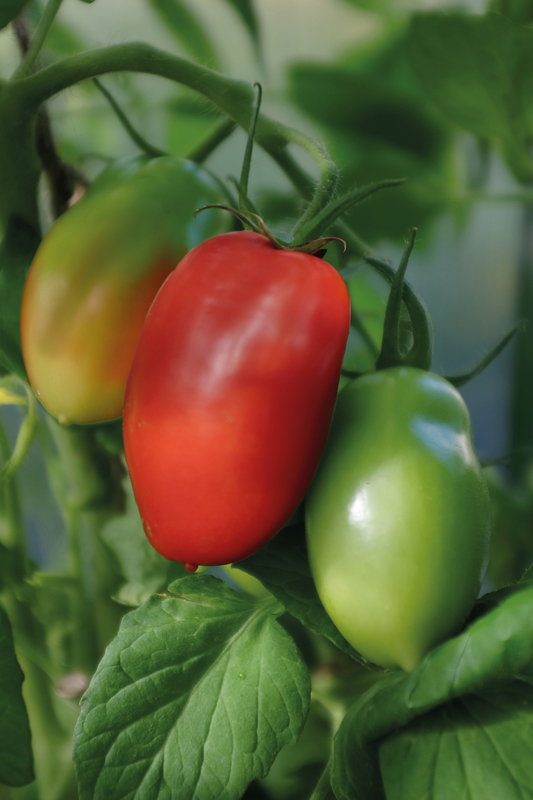 Alternativ bild 0 för Plommontomat 'Ranger' F1